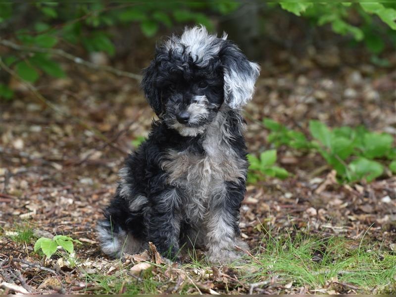 Bezaubernder Mini Aussie Doodle Rüde