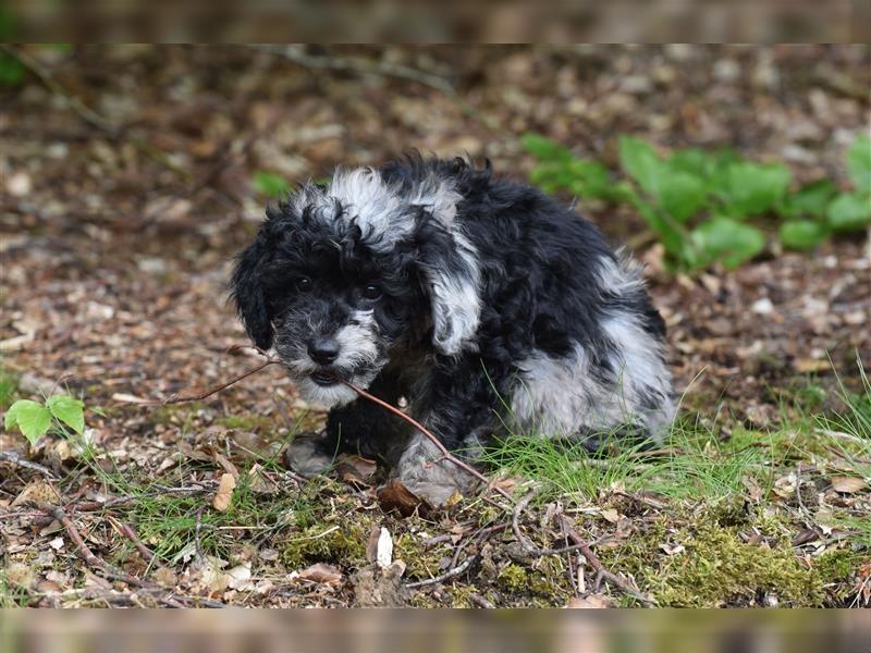 Bezaubernder Mini Aussie Doodle Rüde