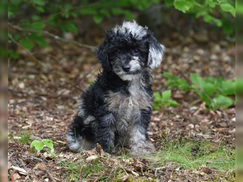 Bezaubernder Mini Aussie Doodle Rüde