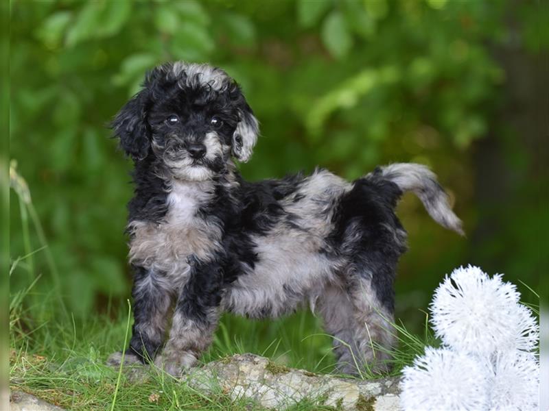 Wunderschöne Mini aussie Doodle