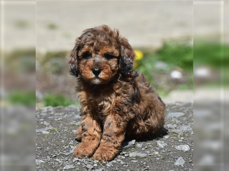 Wunderschöne Mini aussie Doodle