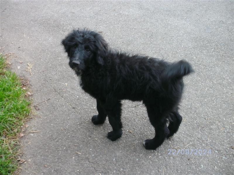 Aussiedoodle Welpen vom Züchter