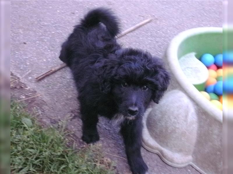 Aussiedoodle Welpen vom Züchter