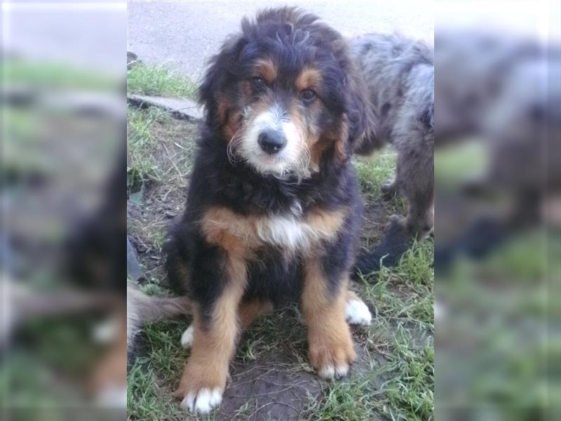 Aussiedoodle Welpen vom Züchter