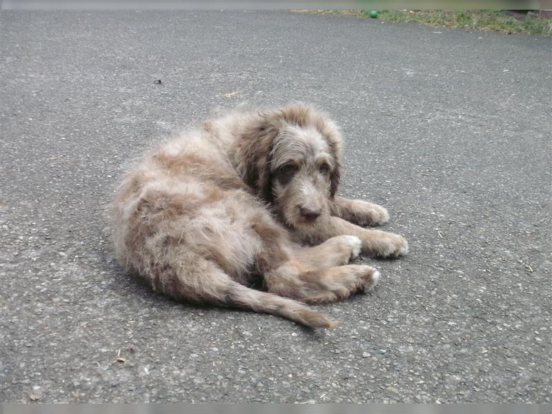 Aussiedoodle Welpen vom Züchter