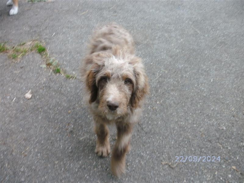 Aussiedoodle Welpen vom Züchter