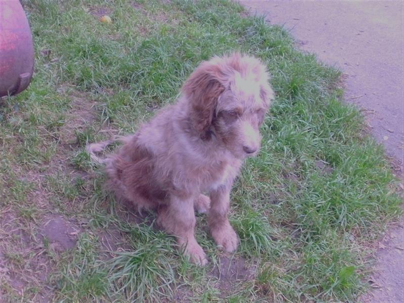 Aussiedoodle Welpen vom Züchter