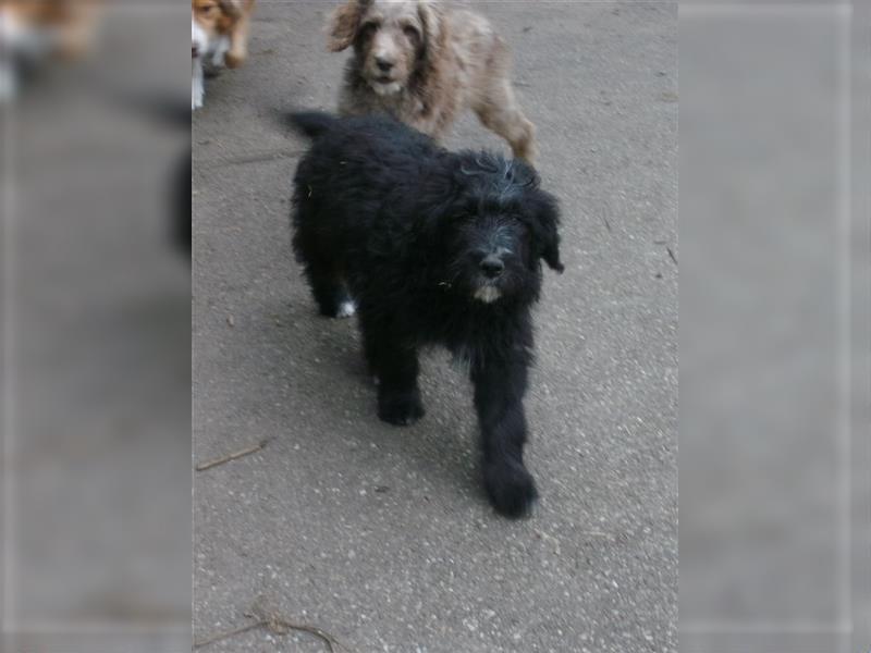 Aussiedoodle Welpen vom Züchter