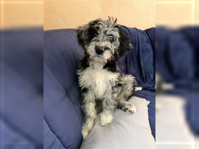 Aussiedoodle Welpen F1 Standart