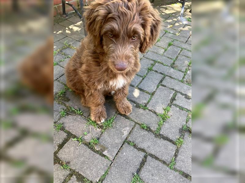 Aussiedoodle Welpen F1 Standart