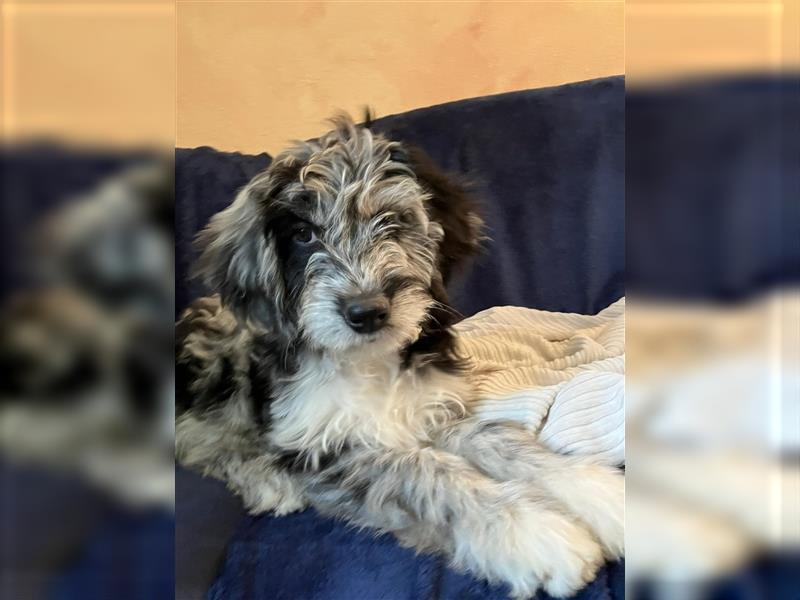 Aussiedoodle Welpen F1 Standart