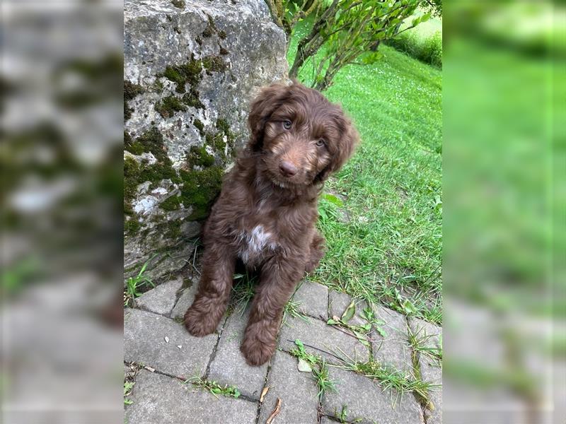 Aussiedoodle Welpen F1 Standart