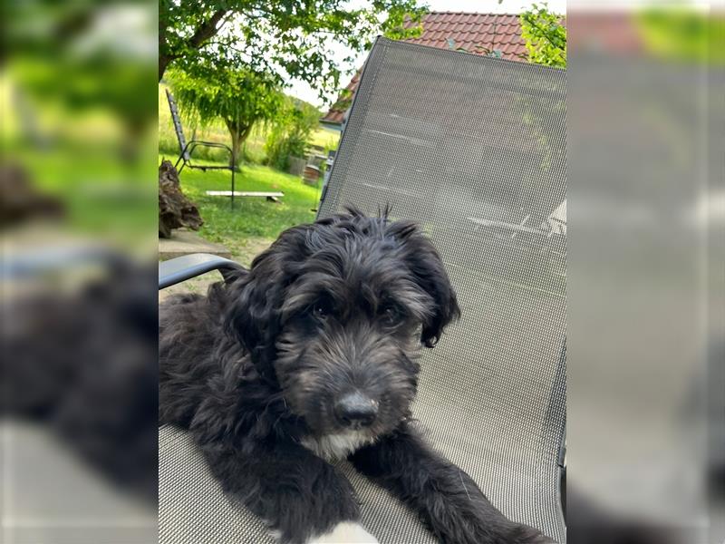 Aussiedoodle Welpen F1 Standart