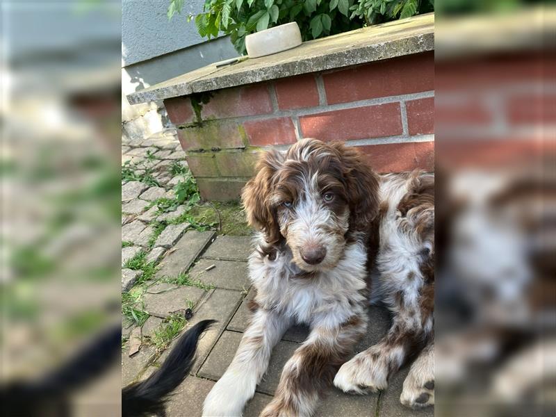 Aussiedoodle Welpen F1 Standart