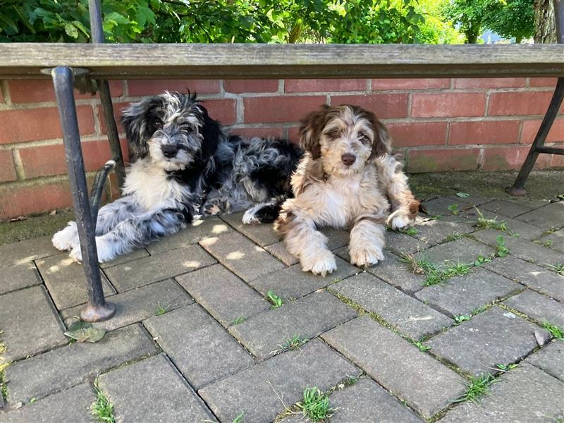 Aussiedoodle Welpen F1 Standart