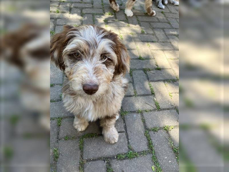 Aussiedoodle Welpen F1 Standart