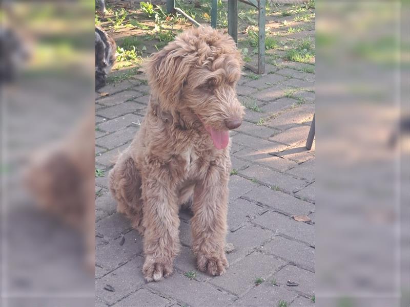 Aussiedoodle Rüde 6 Monate