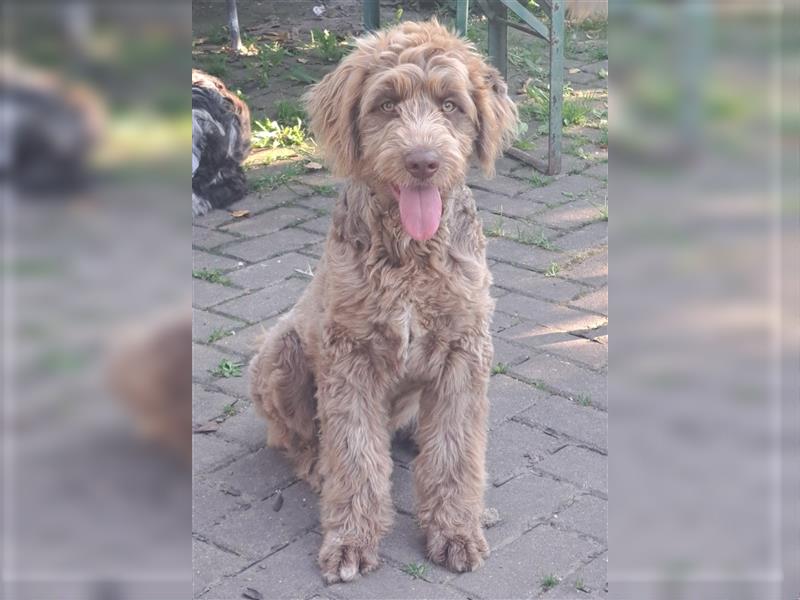 Aussiedoodle Rüde 6 Monate