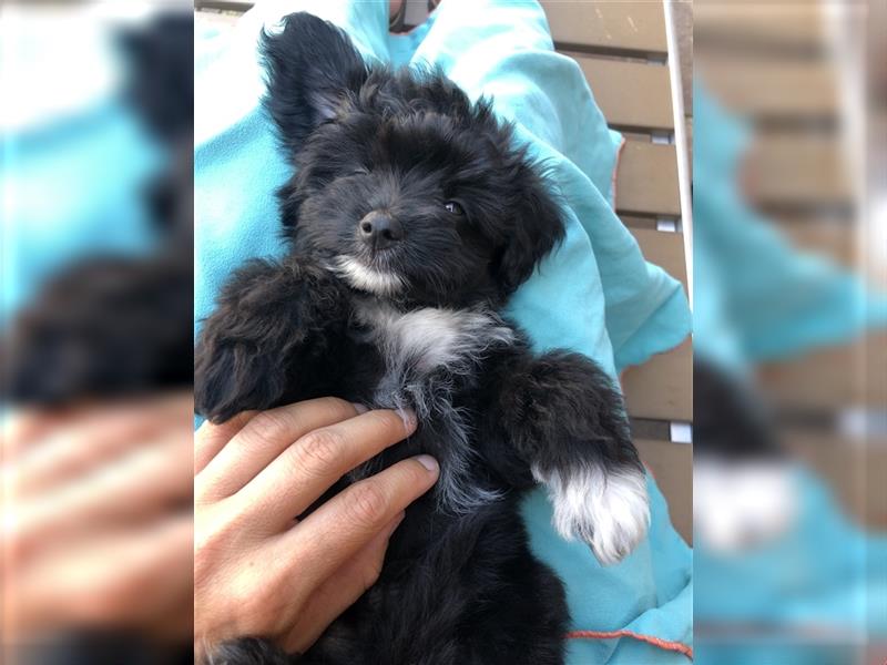 Toy Aussiedoodle blaue Augen Therapiehund Doodle Mini Australian Shepherd Pudel Zwergpudel Havapoo