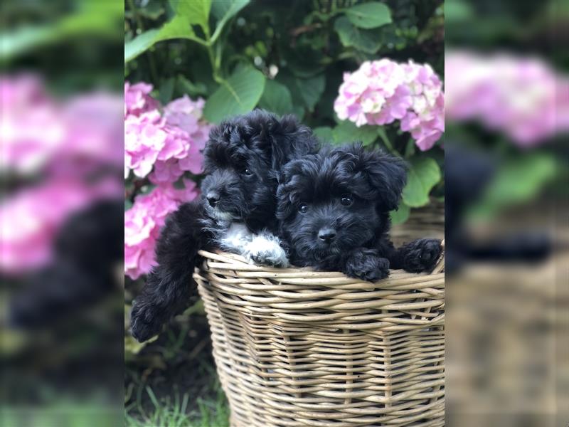 Toy Aussiedoodle blaue Augen Therapiehund Doodle Mini Australian Shepherd Pudel Zwergpudel Havapoo