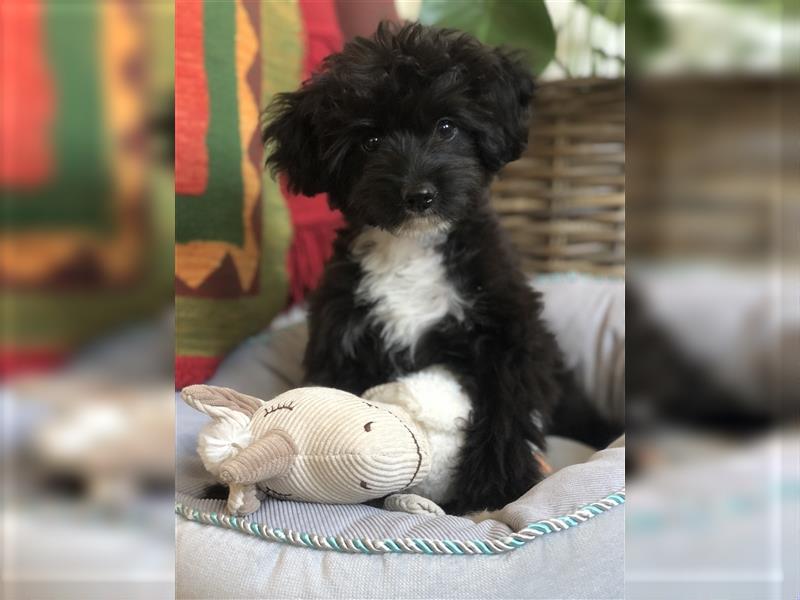 Toy Aussiedoodle blaue Augen Therapiehund Doodle Mini Australian Shepherd Pudel Zwergpudel Havapoo