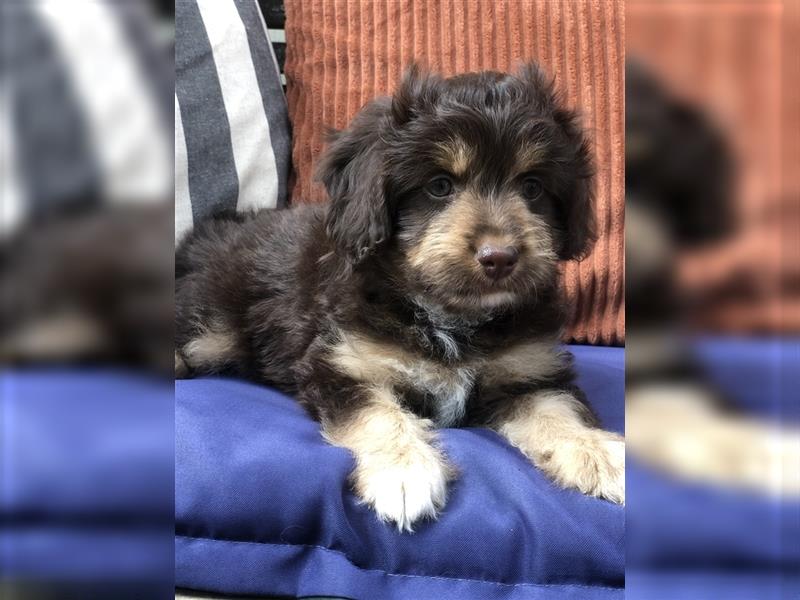 Seltene Toy Aussiedoodle 3-4kgTherapiehund Doodle Mini Australian Shepherd Pudel Zwergpudel Havapoo