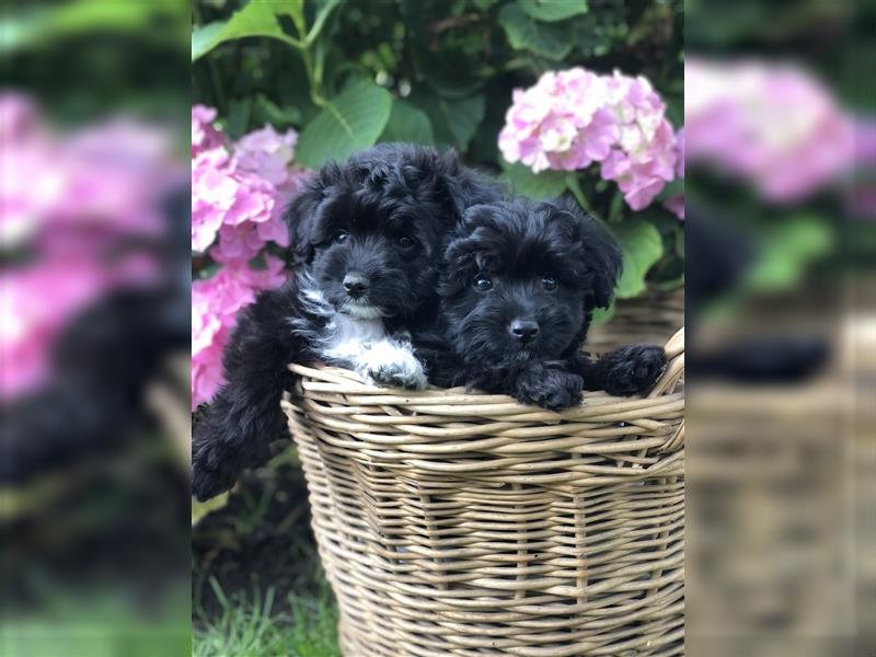 Seltene Toy Aussiedoodle 3-4kgTherapiehund Doodle Mini Australian Shepherd Pudel Zwergpudel Havapoo