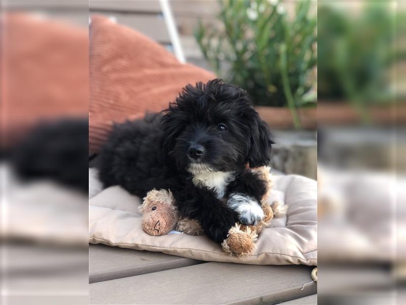 Seltene Toy Aussiedoodle 3-4kgTherapiehund Doodle Mini Australian Shepherd Pudel Zwergpudel Havapoo