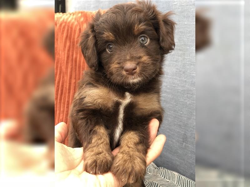 Seltene Toy Aussiedoodle 3-4kgTherapiehund Doodle Mini Australian Shepherd Pudel Zwergpudel Havapoo