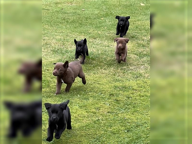 Aussiedor (Labrador/Australien Shepherd