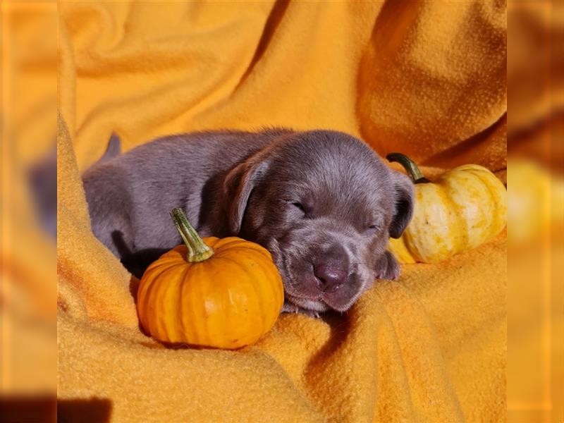 Aussiedor Labrador Australian Shepherd