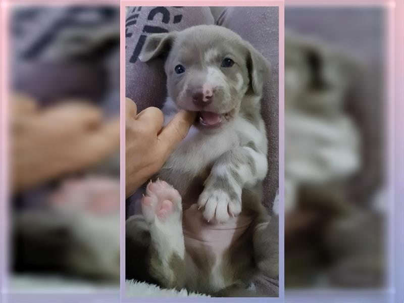 Aussiedor Labrador Australian Shepherd