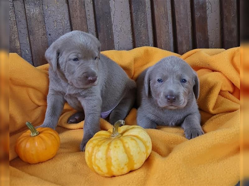 Aussiedor Labrador Australian Shepherd