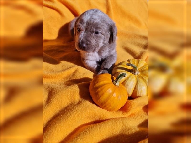 Aussiedor Labrador Australian Shepherd