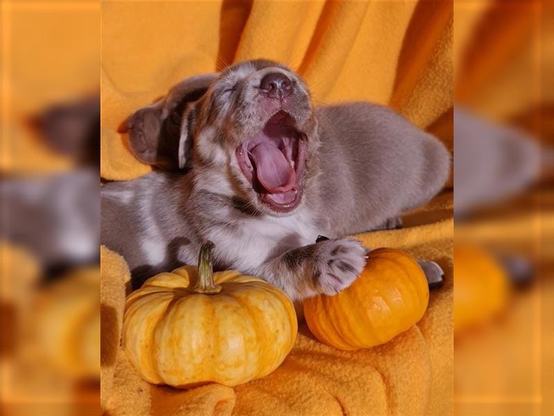 Aussiedor Labrador Australian Shepherd