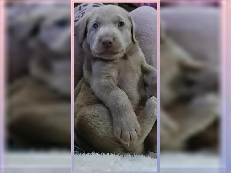 Aussiedor Labrador Australian Shepherd