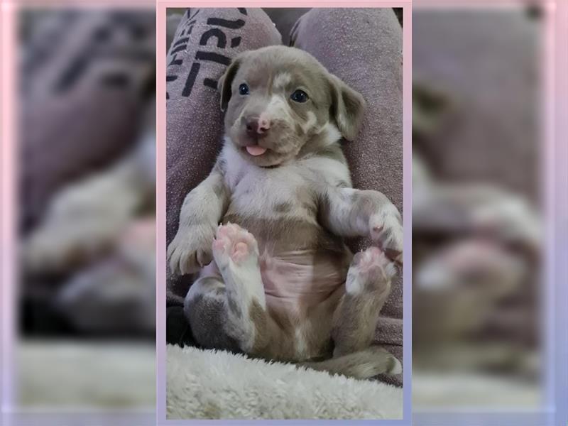 Aussiedor Labrador Australian Shepherd