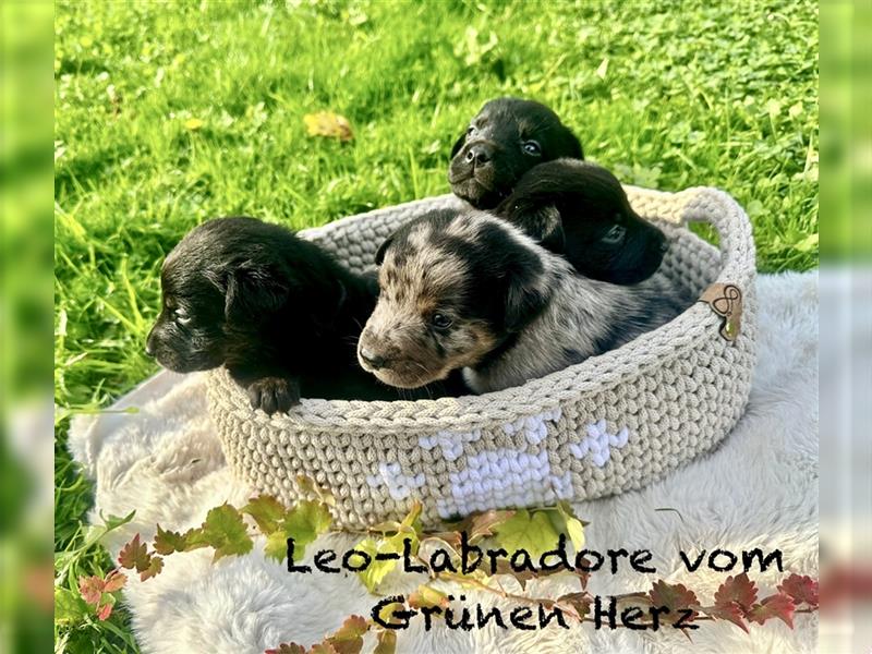 Aussiedor/ Leo- Labrador aus genehmigter Zucht mit Ahnenpass