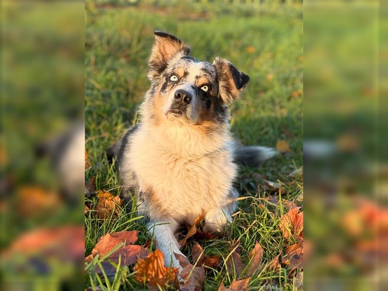 Aussiedor/ Leo- Labrador aus genehmigter Zucht mit Ahnenpass