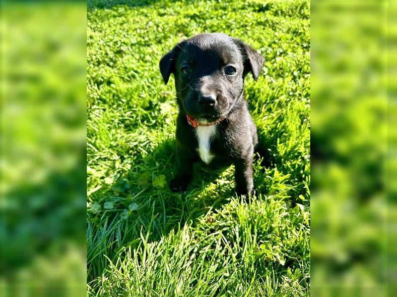 Aussiedor/ Leo- Labrador aus genehmigter Zucht mit Ahnenpass