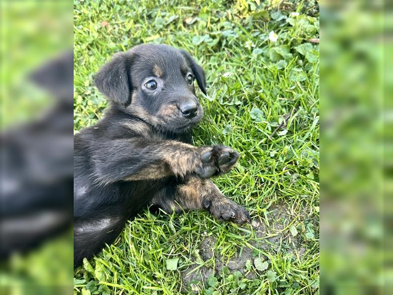 Aussiedor/ Leo- Labrador aus genehmigter Zucht mit Ahnenpass