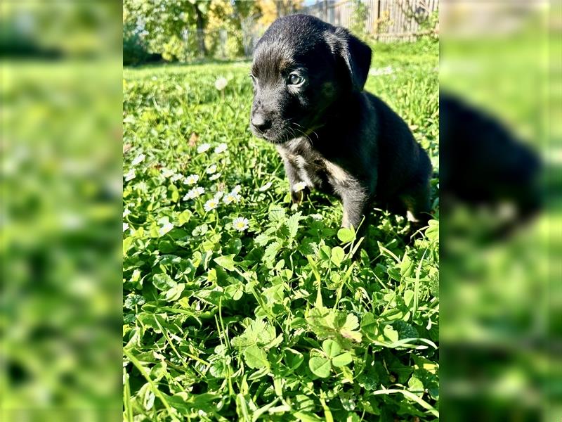 Aussiedor/ Leo- Labrador aus genehmigter Zucht mit Ahnenpass