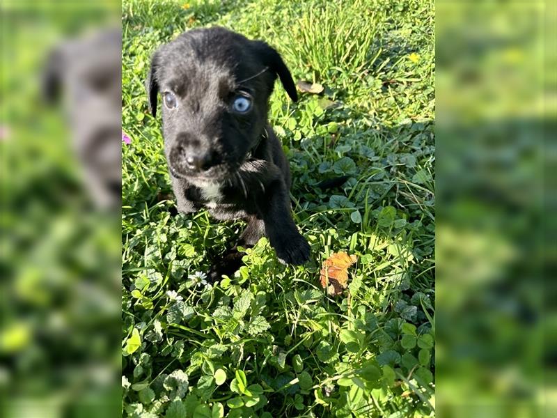 Aussiedor/ Leo- Labrador aus genehmigter Zucht mit Ahnenpass