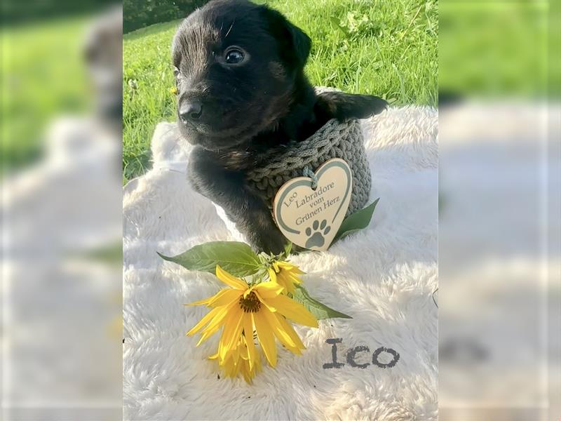 Aussiedor/ Leo- Labrador aus genehmigter Zucht mit Ahnenpass