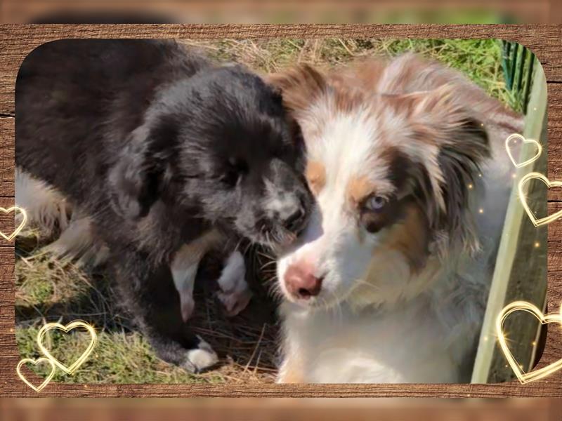 Golden Aussie / Traum auf 4 Pfoten / Welpen / Golden Retriever