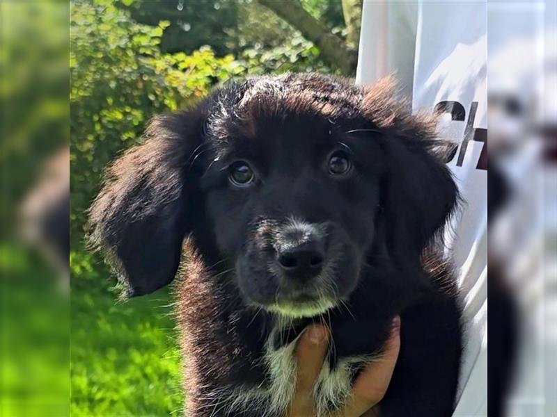 Golden Aussie / Traum auf 4 Pfoten / Welpen / Golden Retriever