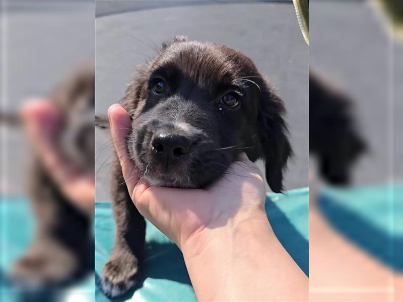 Golden Aussie / Traum auf 4 Pfoten / Welpen / Golden Retriever