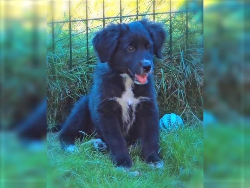 Golden Aussie / Traum auf 4 Pfoten / Welpen / Golden Retriever