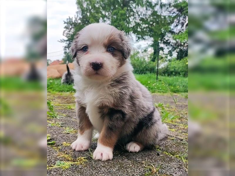 Wunderschöne Aussiedor Welpen abzugeben