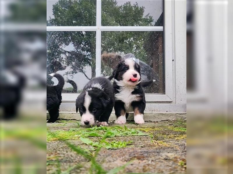 Wunderschöne Aussiedor Welpen abzugeben